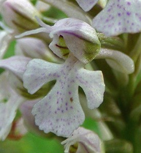 Conical Orchid - Orchis conica © John Muddeman